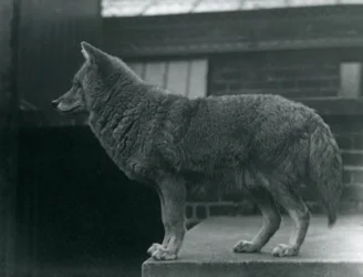 Un Coyote en el Zoológico de Londres, octubre de 1920